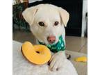 Adopt Lucy (see notes) a Labrador Retriever, Jindo