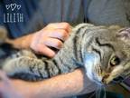 Adopt Lilith a Tabby, Bengal