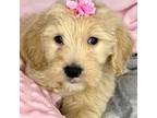 Goldendoodle Puppy for sale in Toney, AL, USA