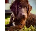 Newfoundland Puppy for sale in Cincinnati, OH, USA