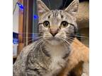 Adopt Quinn a Domestic Short Hair