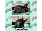 Adopt Dandelion a Bunny Rabbit