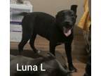 Adopt Luna L a Black Labrador Retriever