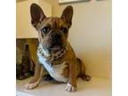 French Bulldog Puppy for sale in Carteret, NJ, USA