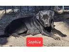 Adopt Sophie a Labrador Retriever