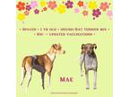 Adopt Mae a Hound, Rat Terrier