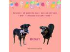 Adopt Bizkit a Lancashire Heeler, Jack Russell Terrier