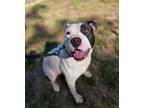 Adopt Mazzie a Pit Bull Terrier