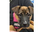 Adopt Luna a Shepherd, Hound