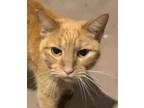 Adopt Frankie-She a Tabby