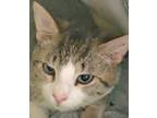 Adopt Kiwi a Domestic Short Hair