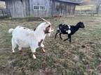 Adopt Cloony a Goat