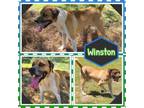 Adopt Winston a Labrador Retriever