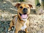 Adopt GUMP a Staffordshire Bull Terrier, Mixed Breed