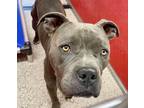 Adopt TANK* a Pit Bull Terrier, Mixed Breed