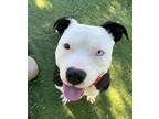 Adopt Banjo a American Staffordshire Terrier, Pit Bull Terrier