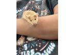 Adopt Flabbergast a Mouse