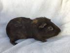 Adopt Mullins a Guinea Pig