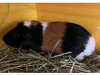 Adopt Yanic a Guinea Pig