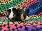 Adopt Stilton (bonded to Cabecou) a Guinea Pig