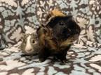 Adopt Cavell (Bonded to Flouty) a Guinea Pig