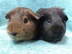 Adopt Leonid (Bonded to Reggie Rascal) a Guinea Pig