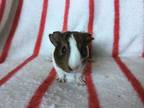 Adopt Famian (bonded to Hendrick) a Guinea Pig