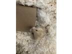 Adopt Hughie H a Hamster