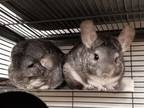 Adopt Sage (bonded to kale and Basil) a Chinchilla