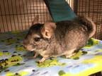 Adopt Basil (Bonded to Kale and Sage) a Chinchilla