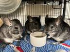 Adopt Basil (Bonded to Kale and Sage) a Chinchilla