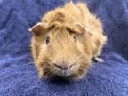 Adopt Red Rocket a Guinea Pig