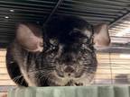 Adopt Mason a Chinchilla