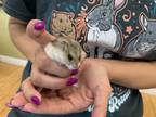 Adopt Jamy a Hamster