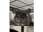 Adopt Vasya a Chinchilla