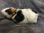 Adopt Swatter( Bonded to Flying Dutchman) a Guinea Pig
