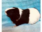 Adopt Masimo a Guinea Pig