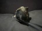 Adopt Doorstop a Guinea Pig