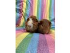 Adopt Cham (bonded to Crunch) a Guinea Pig