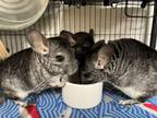 Adopt Kale (bonded to Basil and Thyme) a Chinchilla