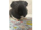 Adopt Hero Baby a Guinea Pig