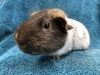 Adopt Marlen a Guinea Pig