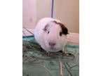 Adopt Lover (bonded to Fearless) a Guinea Pig