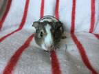 Adopt Flouty a Guinea Pig