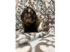 Adopt Flouty (bonded to Cavell) a Guinea Pig