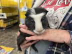Adopt Joji a Guinea Pig