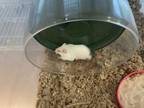 Adopt Geo a Hamster