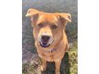 Adopt Woody a Chow Chow, Labrador Retriever