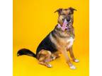 Adopt Rusty a German Shepherd Dog