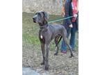 Adopt Oasis a Great Dane